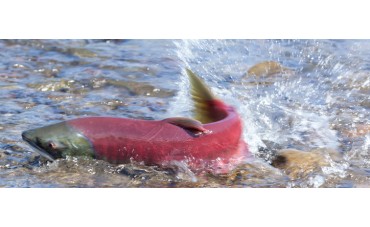 El famoso viaje de los salmones