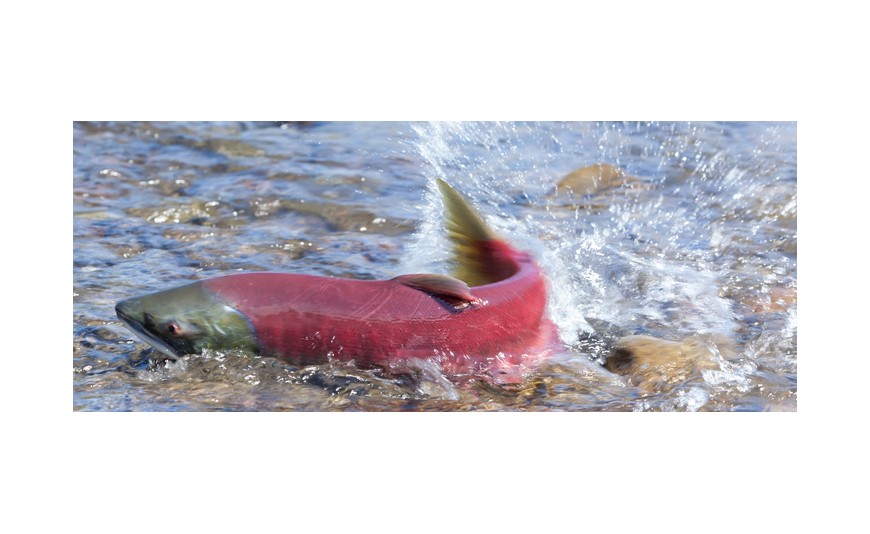 El famoso viaje de los salmones