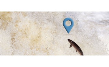 ¿Conoces el mapa que utilizan los salmones?