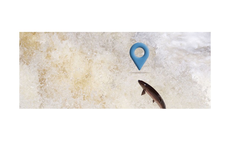 ¿Conoces el mapa que utilizan los salmones?