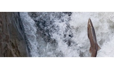 Habemus Campanu: el primer salmón de la temporada