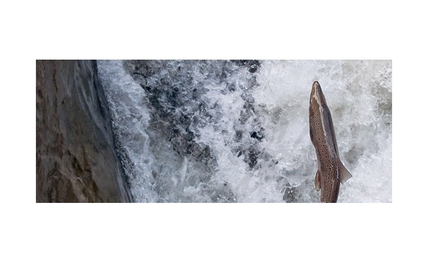 Habemus Campanu: el primer salmón de la temporada