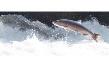 10.000 euros por el primer salmón de Asturias 