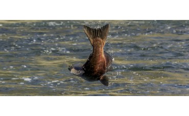 ¿Cuántas especies de salmón conoces?