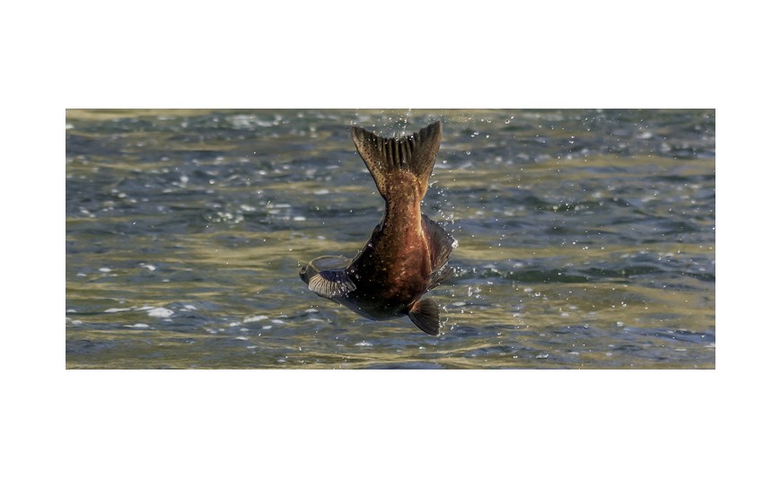 ¿Cuántas especies de salmón conoces?