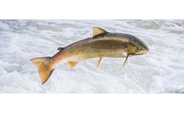 Salmón: ¿qué conoces de este pez?