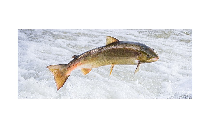 Salmón: ¿qué conoces de este pez?