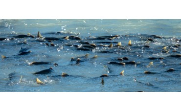 ¿Dónde vive el salmón?