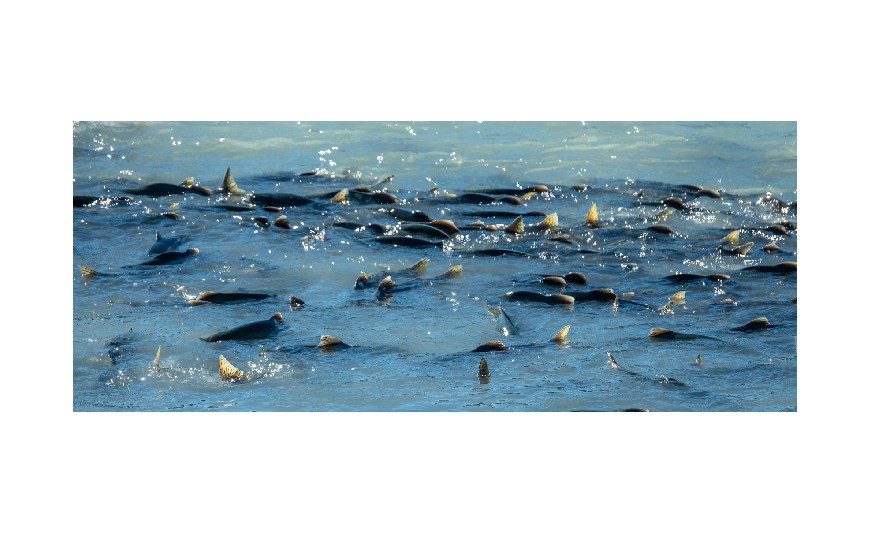 ¿Dónde vive el salmón?