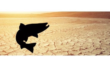¿Cómo afecta el cambio climático al salmón?