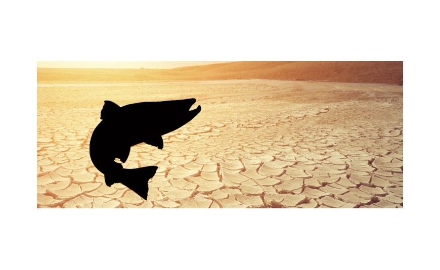 ¿Cómo afecta el cambio climático al salmón?