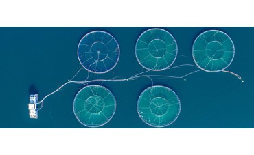 ¿Conoces la acuicultura del salmón?