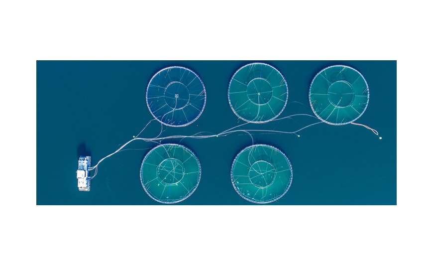 ¿Conoces la acuicultura del salmón?