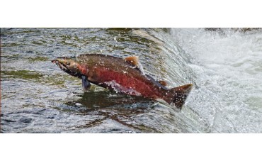 Conociendo al salmón