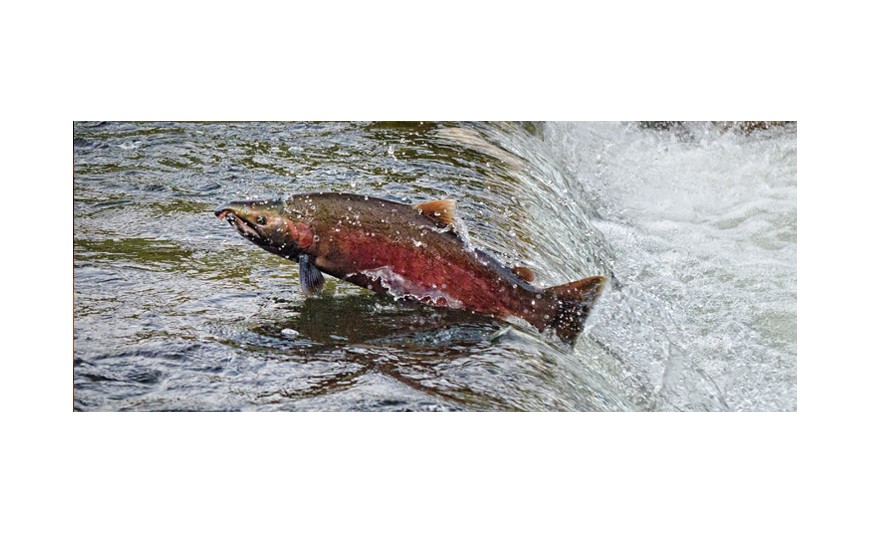 Conociendo al salmón