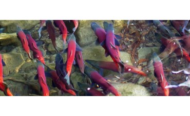 La aventura del salmón