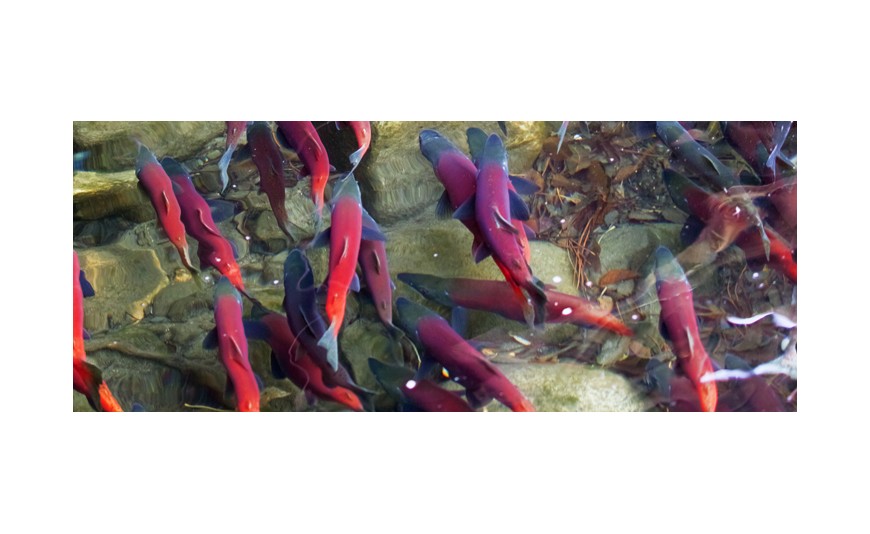 La aventura del salmón