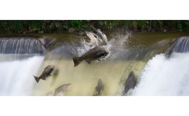 La carrera del salmón: ¿cómo se orientan?