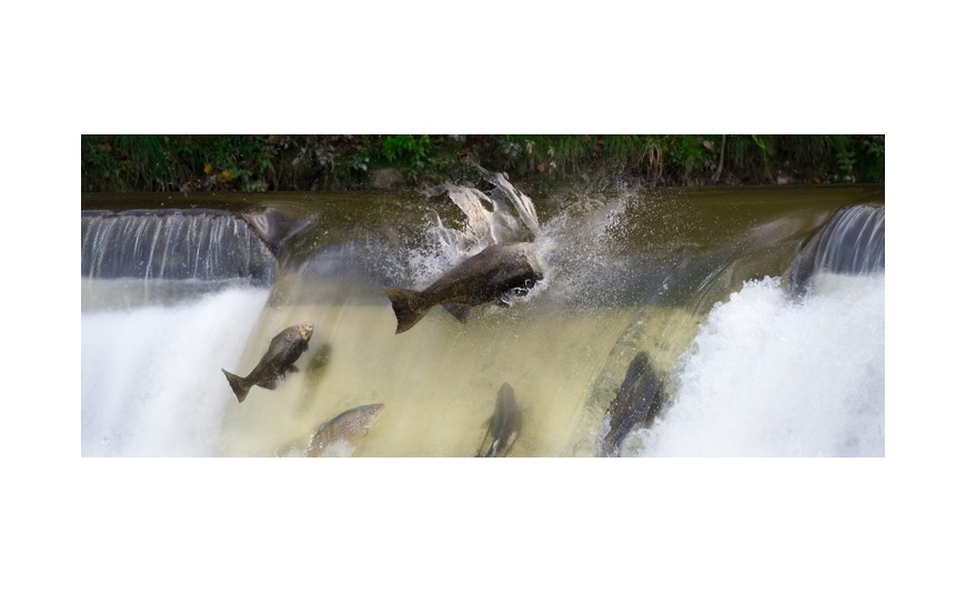 La carrera del salmón: ¿cómo se orientan?