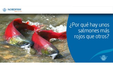 Por qué los salmones tienen diferentes tonalidades de rojo