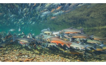 Las especies más conocidas de Salmón