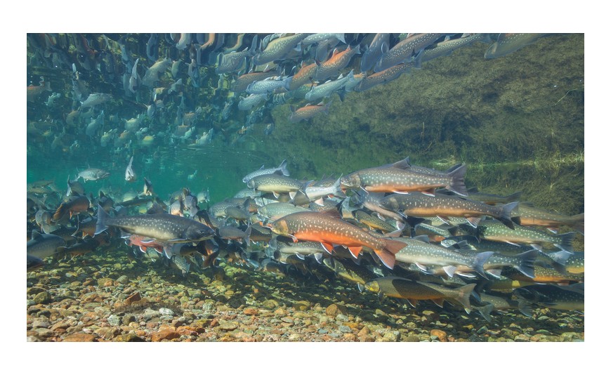 Las especies más conocidas de Salmón