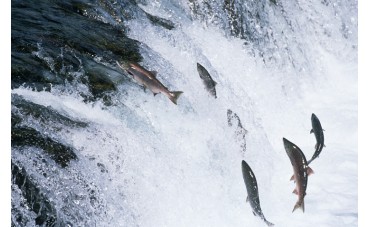 Curiosidades del Salmon