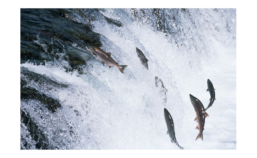 Curiosidades del Salmon