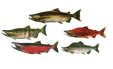 Las 5 especies de salmón salvaje de Alaska