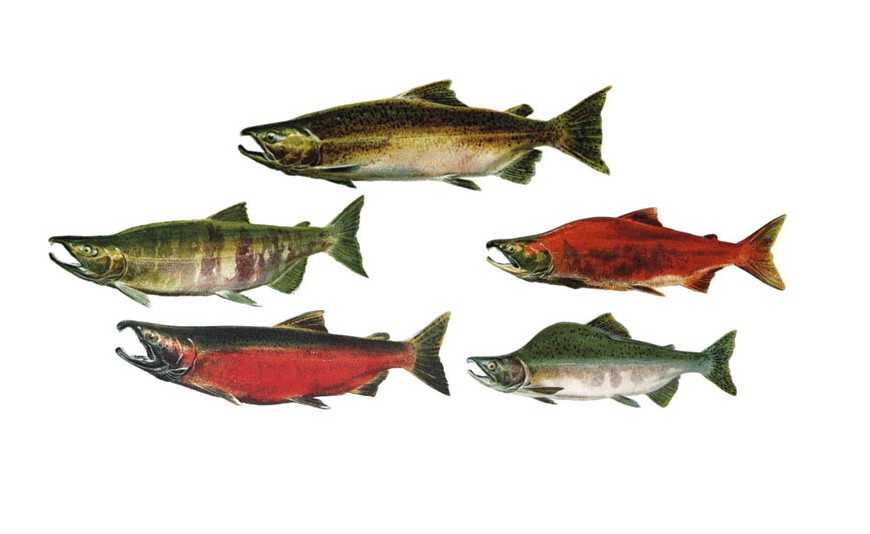 Las 5 especies de salmón salvaje de Alaska
