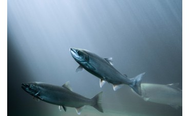 Cómo se orientan los salmones para volver al río donde nacieron