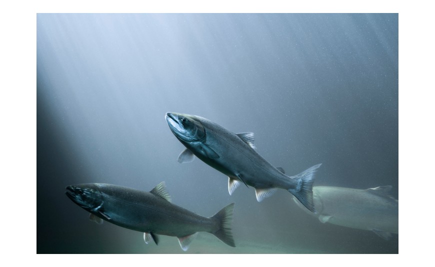 Cómo se orientan los salmones para volver al río donde nacieron