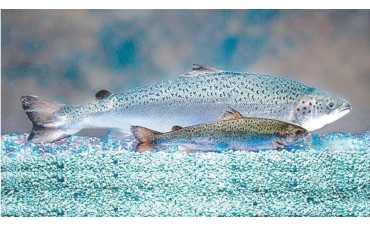 Preguntas sobre el salmón transgénico
