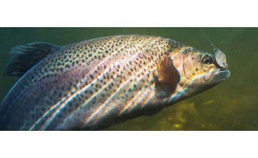 El campanu, una tradición que mueve miles de euros