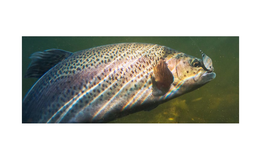 El campanu, una tradición que mueve miles de euros