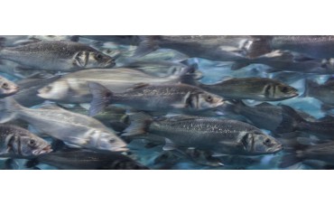 Principales características del Salmón