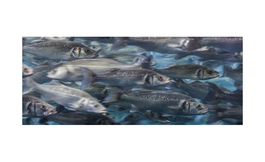 Principales características del Salmón