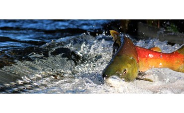 Las especies más conocidas del Salmón