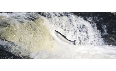 No hay suficiente salmón salvaje para tanta demanda en el mundo