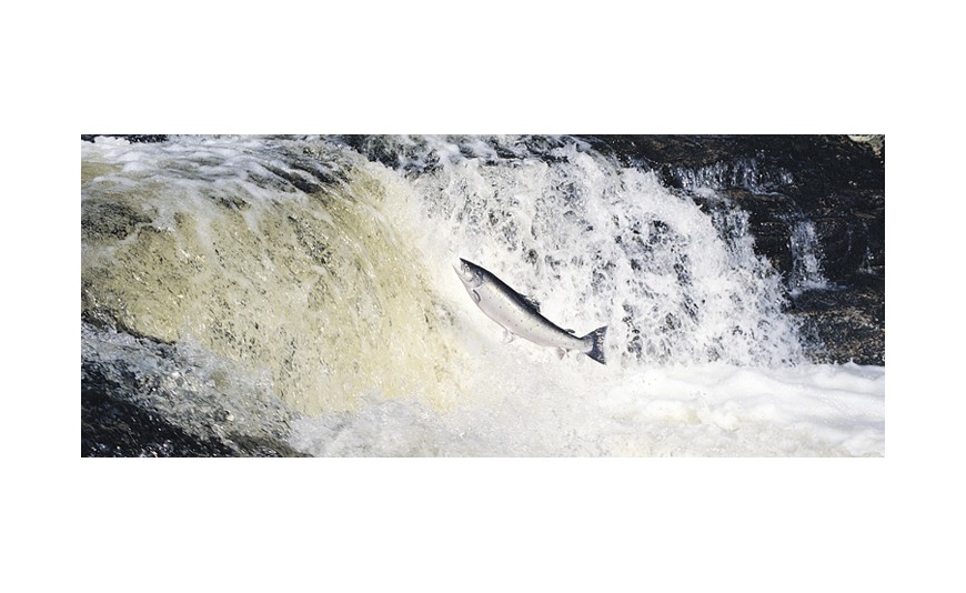 No hay suficiente salmón salvaje para tanta demanda en el mundo