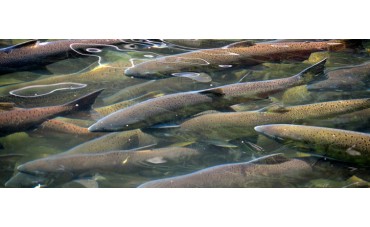 Nuevos modelos de cría de salmón