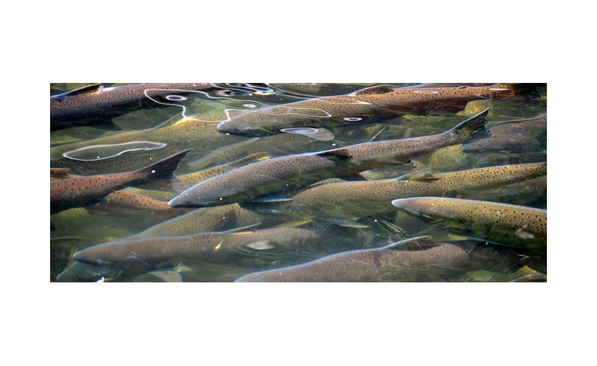 Nuevos modelos de cría de salmón