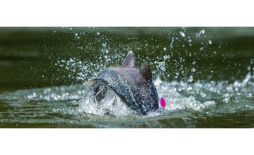 Cómo pescar salmones