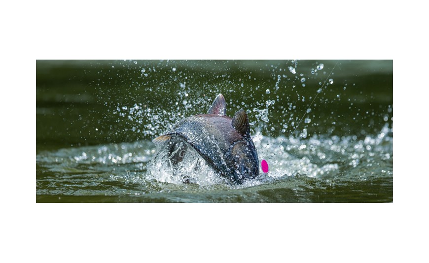 Cómo pescar salmones