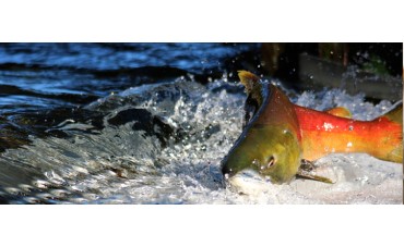 Curiosidades sobre los salmones