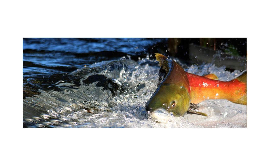 Curiosidades sobre los salmones