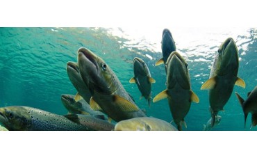 El asombroso ciclo de vida de los salmones