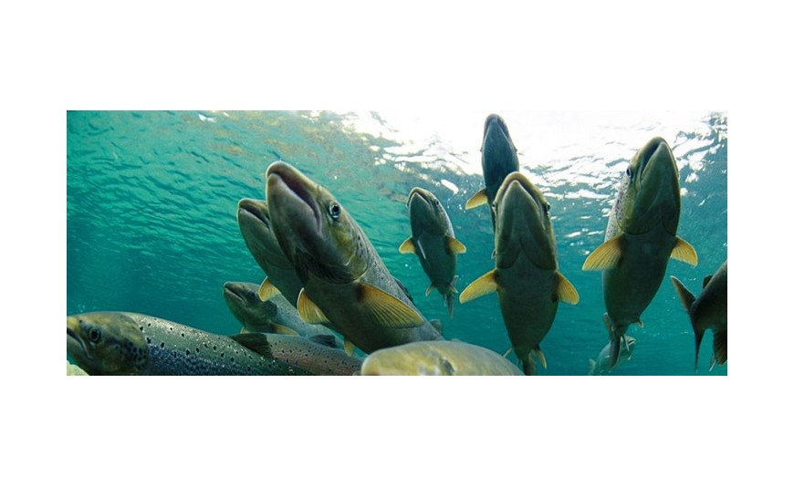 El asombroso ciclo de vida de los salmones