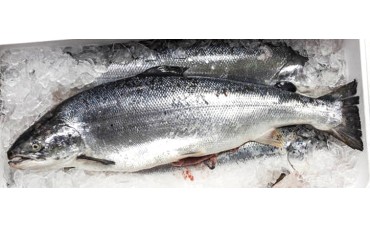 El truco idóneo para conservar bien el pescado en la nevera