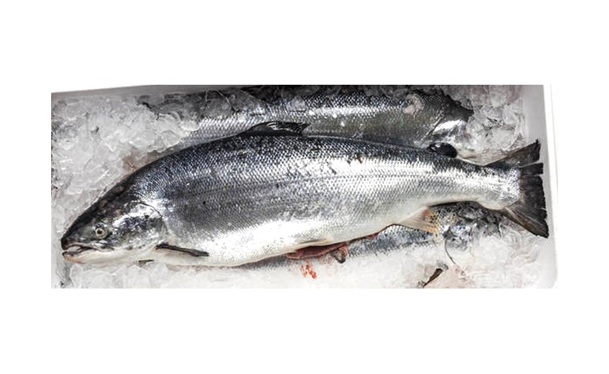 El truco idóneo para conservar bien el pescado en la nevera